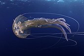 Mauve stinger jellyfish, Pelagia noctiluca, Santa Santa Maria Island, Azores, Portugal, Atlantic Ocean