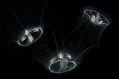 Craspedacusta sowerbii, freshwater jellyfish, phylum Cnidaria, invasive species. Lugano lake, Ticino, Switzerland Digital composed