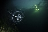 Craspedacusta sowerbii, freshwater jellyfish, phylum Cnidaria, invasive species. Lugano lake, Ticino, Switzerland