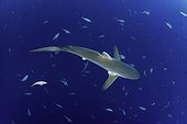 Silky shark, Carcharhinus falciformis, San Benedicto Island, Revillagigedo Archipelago Biosphere Reserve (Socorro Islands), Pacific Ocean, Western Mexico