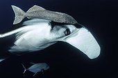 Close-up of Giant Manta Ray, (Manta birostris) with remoras, suckerfish (Remora remora), San Benedicto Island, Revillagigedo Archipelago Biosphere Reserve (Socorro Islands), Pacific Ocean, Western Mexico