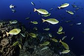 Shoal of redtail triggerfish, Xanthichthys mento, Roca Partida close to San Benedicto island, Revillagigedo Archipelago Biosphere Reserve (Socorro Islands), Pacific Ocean, Western Mexico