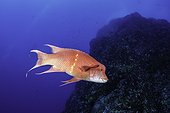 Mexican hogfish, Bodianus diplotaenia, Socorro Island, Revillagigedo Archipelago Biosphere Reserve (Socorro Islands), Pacific Ocean, Western Mexico
