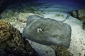 Longtail stingray (Dasyatis longa), Socorro Island, Revillagigedo Archipelago Biosphere Reserve (Socorro Islands), Pacific Ocean, Western Mexico
