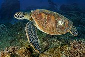 Green sea turtle (Chelonia mydas), Socorro Island, Revillagigedo Archipelago Biosphere Reserve (Socorro Islands), Pacific Ocean, Western Mexico