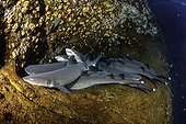 Whitetip reef sharks, Triaenodon obesus, Roca Partida close to San Benedicto island, Revillagigedo Archipelago Biosphere Reserve (Socorro Islands), Pacific Ocean, Western Mexico