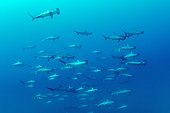 Shoal of schooling Scalloped hammerhead sharks, Sphyrna lewini, Roca Partida close to San Benedicto island, Revillagigedo Archipelago Biosphere Reserve (Socorro Islands), Pacific Ocean, Western Mexico