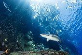 Whitetip reef sharks, Triaenodon obesus, Roca Partida close to San Benedicto island, Revillagigedo Archipelago Biosphere Reserve (Socorro Islands), Pacific Ocean, Western Mexico