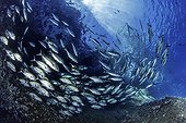 Shoal of shoal of bigeye jack, Caranx sexfasciatus, Roca Partida close to San Benedicto island, Revillagigedo Archipelago Biosphere Reserve (Socorro Islands), Pacific Ocean, Western Mexico