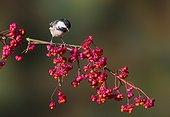 Coal tit (Periparus ater) Tit perched amongst berries, England, Autumn