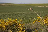 Corn bunting ( Emberiza calandra) bunting perched on a branch, Spain, Spring