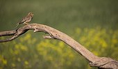 Corn bunting ( Emberiza calandra) perched on a branch and displaying, Spain, Spring
