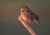 Corn bunting ( Emberiza calandra) perched on a branch, Spain, Spring