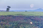 Little bustard (Teyrax tetrax) Bustard in a meadow at sunrise with the moon in the backgroung, Spain, Spring