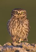 Little owl (Athene noctua) Little Owl perched on a stone with a shre in her talent,Spain, Spring
