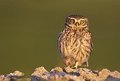Little owl (Athene noctua) Owl perched on a stone with a prey in his talent (Shrew),Spain, Spring