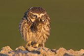 Little owl (Athene noctua) Owl with a prey (Shrew, Sorex araneus ) in his bill, Spain, Spring