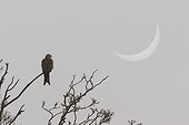 Red kite (Milvus milvus) Red kite perched in a tree with Eclipse in the background, England, Spring