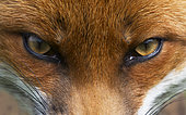 Red fox (Vulpes vulpes) Fox eyes details. England, Spring