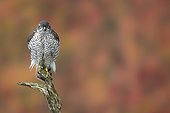 Sparrowhawk (Accipiter nisus) Young sparrowhawk perched on a branch, England, Autumn