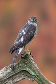 Sparrowhawk (Accipiter nisus) Young sparrowhawk perched on a branch, England, Autumn