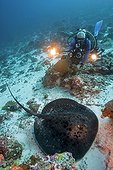 Blotched fantail ray (Taeniura meyeni) and diver, Maldives, Indian Ocean