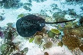 Blotched fantail ray (Taeniura meyeni) above the bottom, Maldives, Indian Ocean