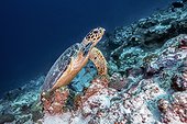 Hawksbill turtle (Eretmochelys imbricata) on the reef, Maldives , Indian Ocean