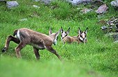 Young twins Chamois, Merlet Animal Park , Alps, France . After a week, these two young animals are already living and independent. Other young chamois born before, are curious face these newcomers within the herd. Merlet.Vallée Park Chamonix Mont Blanc.Alpes.Altitude 1400m .