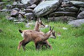 Young twins Chamois, Merlet Animal Park , Alps, France very exceptional birth of twins chamois (Rupicapra rupicapra ) . After a week, these two young animals are already living and independent. Merlet Animal Park, Chamonix valley, Mont Blanc. Alpes. Altitude 1400m .