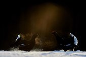 Black Grouse (Lyrurus tetrix) Kuusamo Finland