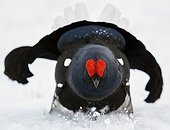 Black Grouse (Lyrurus tetrix) Utajärvi Finland