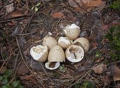 Caspercaillie nest (Tetrao urogallus) Vaala Finland