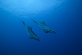 Bottlenose dolphins (Tursiops truncatus), swimming outside the reef of Rangiroa Atoll , Tuamotu Archipelago, French Polynesia.