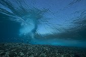 Surf on the reef at the entrance to Tiputa pass , Rangiroa atoll , French Polynesia .