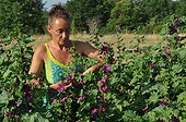 Picking of mallow flowers in a garden