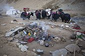 Caravan of Yacks in a nomad camp, Changthang Plateau, Ladakh, Himalayas, India