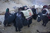 Caravan of Yacks in a nomad camp, Changthang Plateau, Ladakh, Himalayas, India