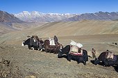 Caravan of Yacks, Changthang Plateau, Ladakh, Himalayas, India
