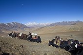 Caravan of Yacks, Changthang Plateau, Ladakh, Himalayas, India