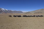 Caravan of Yacks, Changthang Plateau, Ladakh, Himalayas, India