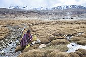 Elderly woman looking for water at creek, Surroundings of Korzok, Leh, Ladakh, Himalayas, India
