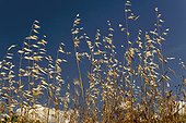Therophytic grasslands in spring, different characteristic species : Avena barbata, Bromus rubens, Carduus tenuiflorus, Anacyclus clavatus... dried plants. Blue sky. Balaguer. Noguera. Lleida. Pyrenees. Catalonia. Spain.