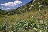 Blooming mediterranean sea holly (Eryngium bourgatii). Glacial Valley (U-shaped Valley), Creeping pine (Pinus Mugo) and silver fir (Abies alba) forest. Banys de Tredos. Vall d'Aran. Lleida. Pyrenees. Catalonia. Espagne.