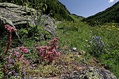 Rupicolous plants on silica rocks. There are Houseleeks (Sempervivum montanum L. subsp. montanum), Stonecrops (Sedum sp.) and Wild thyme (Thymus serpyllum). Vall d'Aran. Lleida. Pyrenees. Catalonia. Spain.