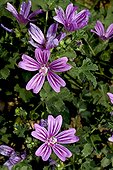 Blooming Common mallow (Malva sylvestris). Medicinal and edible plant. Balaguer. Noguera. Lleida. Catalonia. Spain.