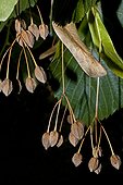 Largeleaf linden (Tilia platyphyllos) with ripped fruits. Medicinal plant. Balaguer. Noguera. Lleida. Catalonia. Spain.