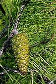 Aleppo pine (Pinus halepensis) with cones. Aromatic and medicinal plant. Summer. Llanca. Alt Emporda. Girona. Catalonia. Spain.