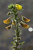Blooming Yellow restharrow (Ononis natric). Montsec d'Ares. Pallars Jussa. Pyrenees. Lleida. Catalonia. Spain.