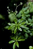 Woodruff (Galium odoratum). Species used as a medicinal plant. Smelly plant when dried. Asp valley. Pyrenees. Urdos. France.